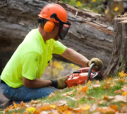 tree services Sparta